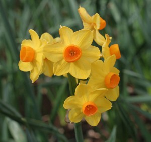 Narcisos