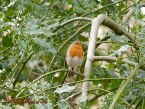 Robin de los bosques