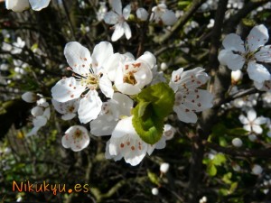 florecillas guachis