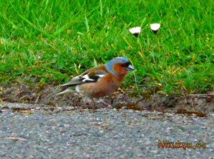 Chaffinch