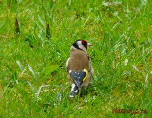 Goldfinch