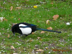 Magpie