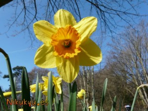 Daffodil en primavera