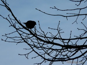 Pajarito en penumbra